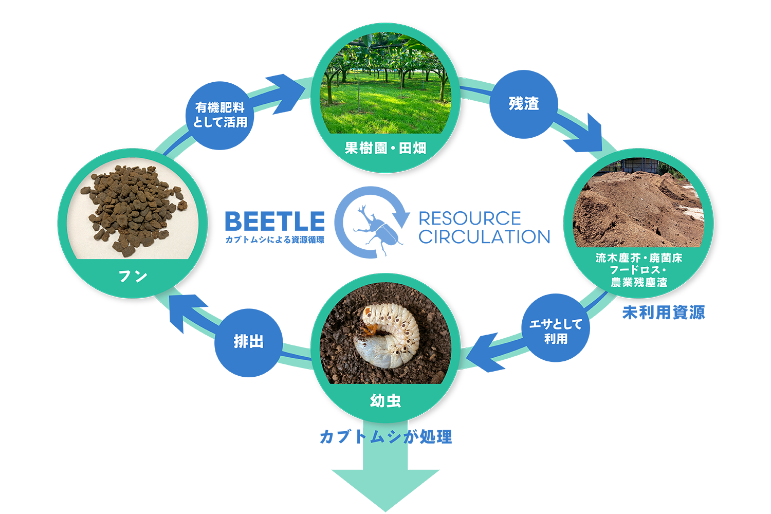 カブトムシによる資源循環